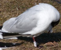 AH36  baltas 2016-03-24 Kalnieciu tvenkinys.JPG
