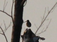 IMG_4732s.jpg