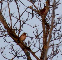 IMG_4737a.jpg