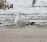 IMG_5825cc.JPG