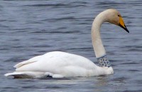 7C05 melynas 2016-04-03 Silavoto tvenkiniai.jpg