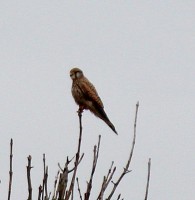 IMG_5759.jpg