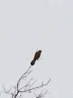 IMG_5815.jpg