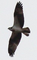 IMG_5864.jpg