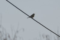 DSC_1908.jpg