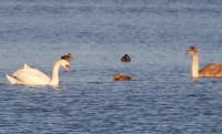 IMG_0098b.jpg