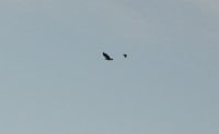 DSC_1724.jpg