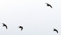 IMG_6771.jpg