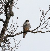 IMG_6908a.jpg