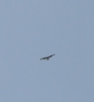 DSC_7787.JPG