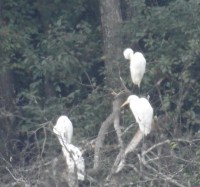 Baltieji garniai.jpg