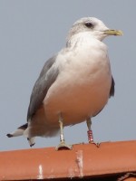 AX44 raudon 2016-08-28 13-45 Juotkrantė 2molas.jpg