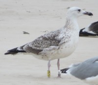 IMG_9407cc.JPG