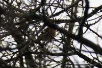IMG_0227a.jpg