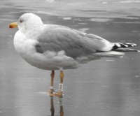 C80U baltas 2017-01-27 12-45 Nemuno salos vakarine dalis.jpg