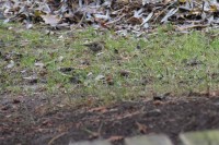 IMG_0278a.jpg