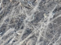 2017.02.26 047.JPG