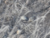 2017.02.26 048.JPG