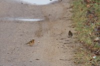 IMG_0290a.jpg