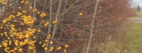 IMG_0291a.jpg