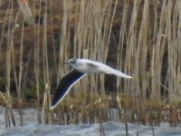 DSCN0585.jpg