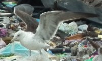 DSCF7495.JPG