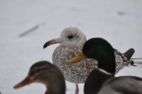 DSC_3251.JPG