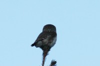 IMG_1316a.jpg