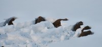 DSC_0082-1.jpg