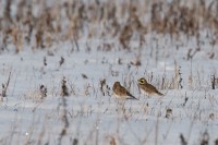 DSC_0006-1.jpg
