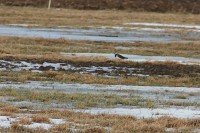 IMG_1667a.jpg