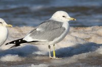 LARCAN_YELOW_U29_PALANGA_2012-03-06_abIMG_5273.JPG