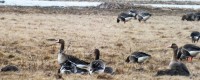 ANSALB_5BN_Sausgalviai_2012-03-28.jpg