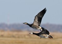abIMG_8492.jpg