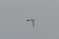 IMG_3181a.jpg