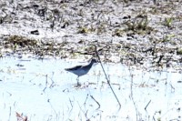IMG_3322a.jpg