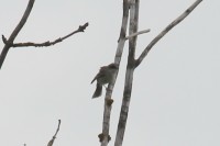 IMG_4357a.jpg