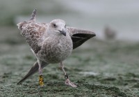 aaIMG_1545.JPG