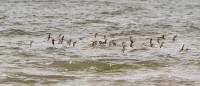 IMG_8499.jpg