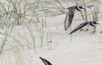 IMG_6473a.jpg