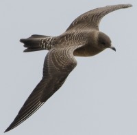 DSC_7783_crp.jpg