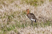 IMG_1046.JPG