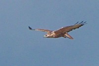 P1040014 copy.jpg