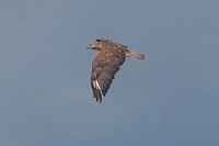 P1040015 copy.jpg
