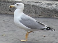 suauges.jpg