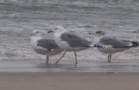 IMG_0411.jpg