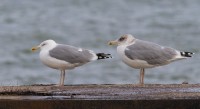 IMG_0098-2.jpg