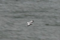 tripirstis.jpg