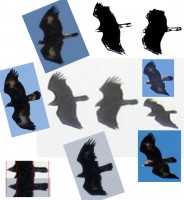 Eagle_3.jpg