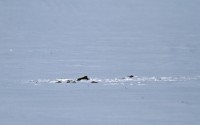 abIMG_7772a.jpg